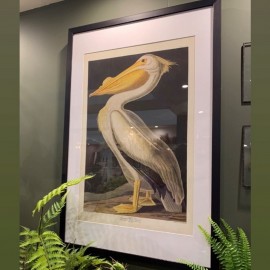 Inquisitive Pelican Framed Art